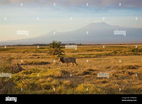 Kilimandjaro faune Banque de photographies et dimages à haute