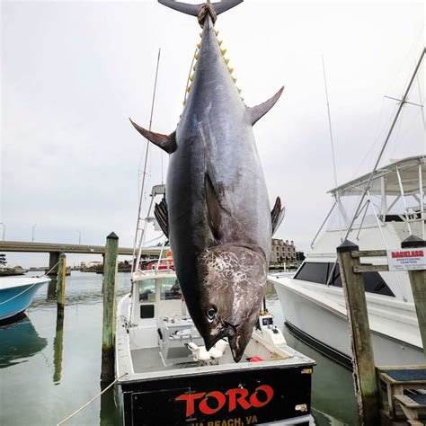 The Story Behind the New Record Bluefin Tuna | Field & Stream | Bluefin ...