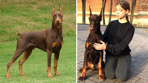 Doberman Coat Colors