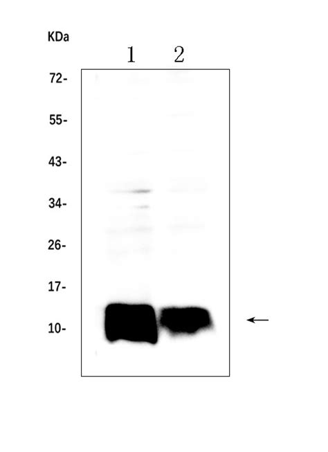 Beta 2 Microglobulin Polyclonal Antibody Pa5 95426