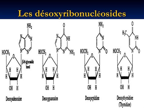 Les Acides Nucl Iques Dr K Sifi Ppt T L Charger