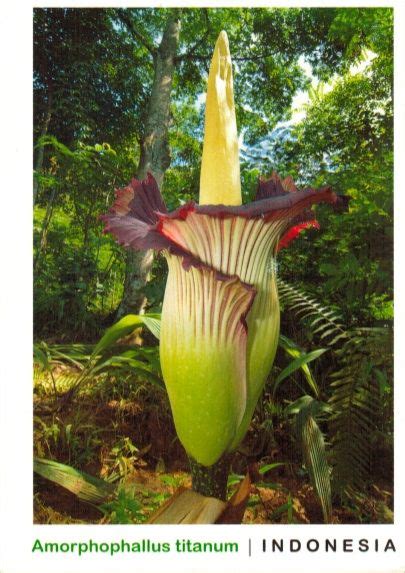 Tropical Rainforest Heritage Of Sumatra Indonesia Unesco World