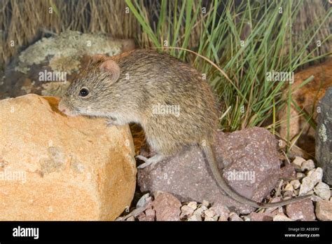 Arizona Cotton Rat Sigmodon Arizonae Elgin Cochisel County Arizona
