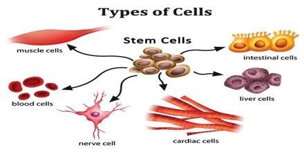 Different Types Of Cells