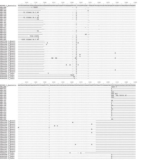 Alignment of partial 16S rRNA sequences of the 19 M. synoviae isolates ...