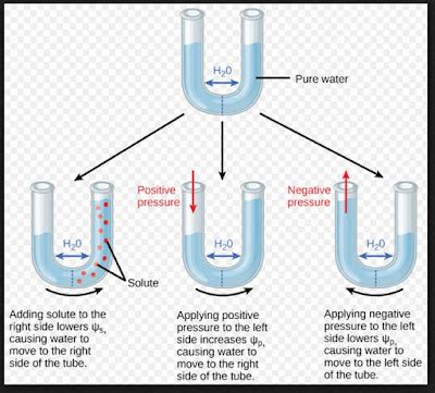 Relationship between osmotic potential & pressure potential with water ...