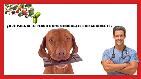 Consecuencias Y Primeros Auxilios Mi Perro Comi Az Car Accidentalmente