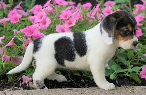 Beagle Puppy For Sale Sugarcreek Oh Female Heather Ac Puppies Llc