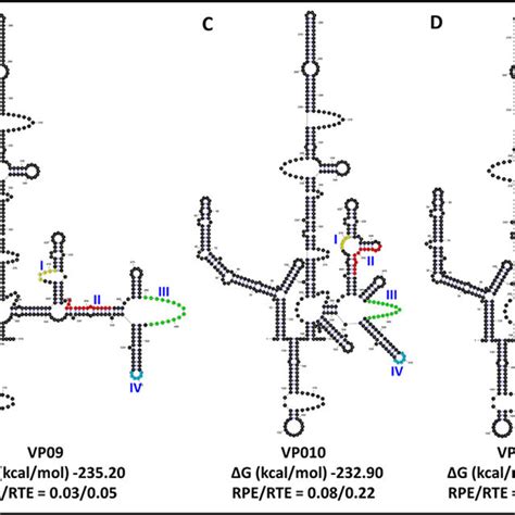 RNAfold Secondary Structure Predictions Of The Wild Type And Mutant