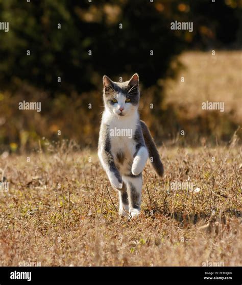 Grey Tuxedo Cat Hi Res Stock Photography And Images Alamy