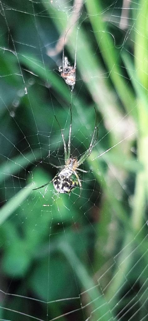 Orchard Spider And Allies From Av Acueducto U H Loreto Y Pena