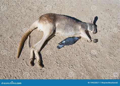 Kangaroo. Australia stock image. Image of grey, farm - 19922827