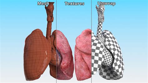 Female Anatomy Lungs And Heart 3d Model 129 3ds Blend C4d Fbx