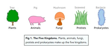 Classification - (GCSE Biology) - Study Mind - Worksheets Library