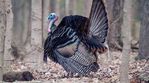 Turkey Hunting Basics All You Need To Know