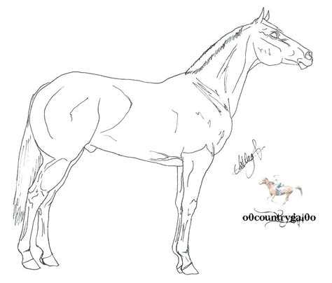 Quarter Horse Coloring Pages at GetColorings.com | Free printable ...