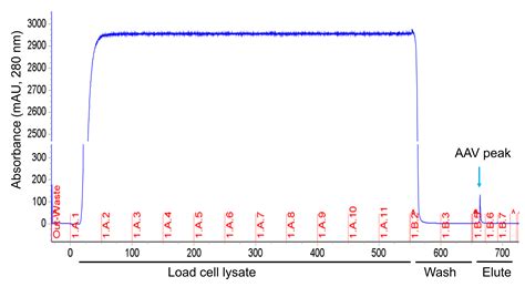 Process Development For The Production And Purification Of Adeno Associated Virus Aav 2 Vector