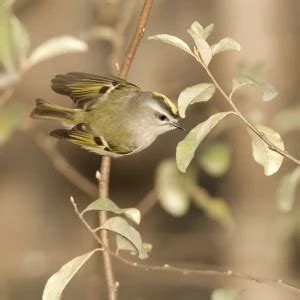 Golden-Crowned Kinglet - Facts, Diet, Habitat & Pictures on Animalia.bio