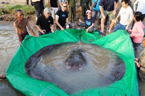 Guinness Records recognises giant stingray caught in Cambodia | The ...