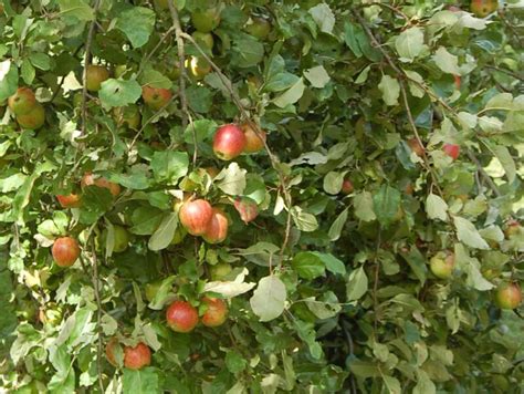 De Hoogstamboomgaard Een Geheel Groter Dan De Som Van Haar Delen