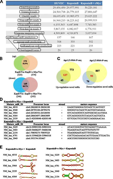 Myc Cooperates With Kaposin B To Regulate Cellular Novel Mirnas A The