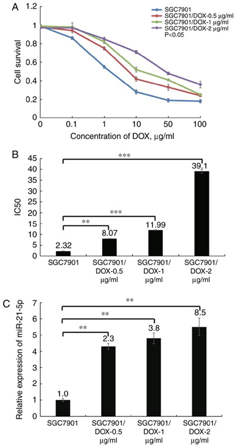 Expression Levels Of MiR 21 5p In SGC7901 And SGC7901 DOX Cells A