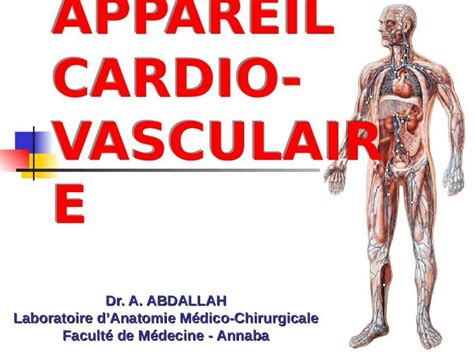 Ppt Appareil Cardio Vasculaire Dr A Abdallah Laboratoire Danatomie