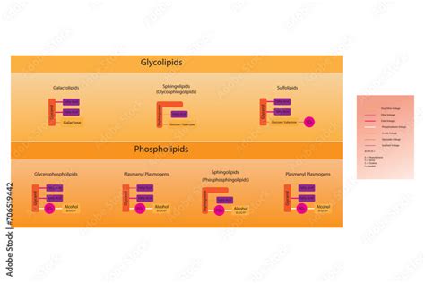 Diagram Showing Classification Of Lipids Storage Lipids Membrane Lipids Phospholipid