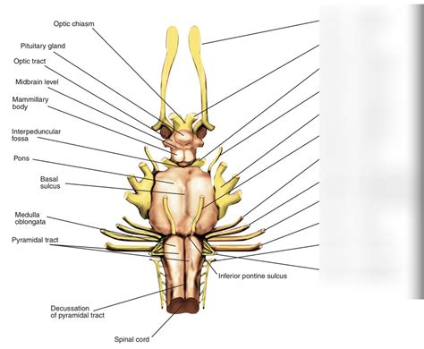 Cranial Nerve Location Diagram Names And Numerals Diagram Quizlet