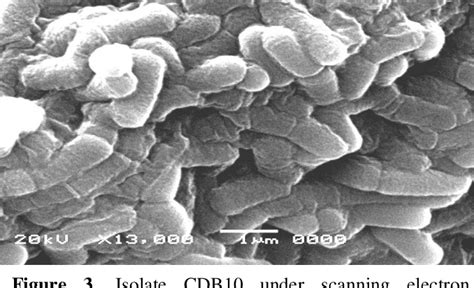 Figure 3 From Isolation And Identification Of Cellulose Degrading