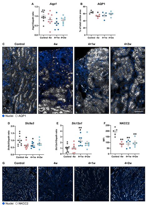 Ijms Free Full Text Recovery Of Water Homeostasis In Adenine