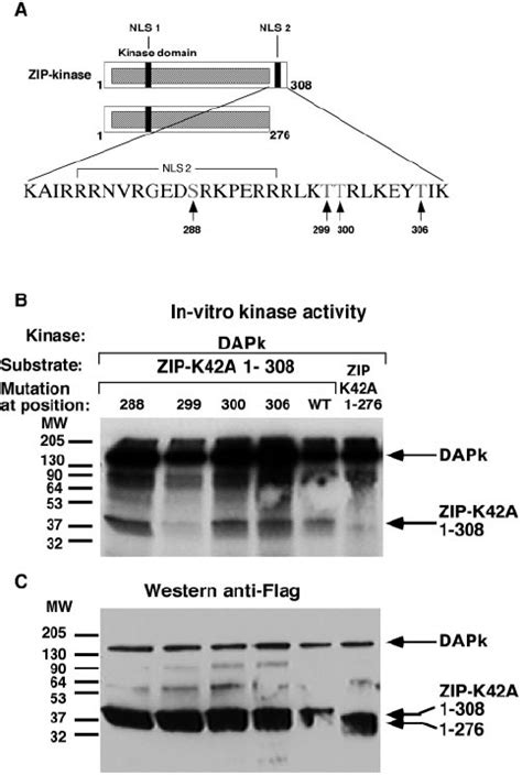 Dapk Phosphorylates Zipk In Vitro On Threonine A Schematic