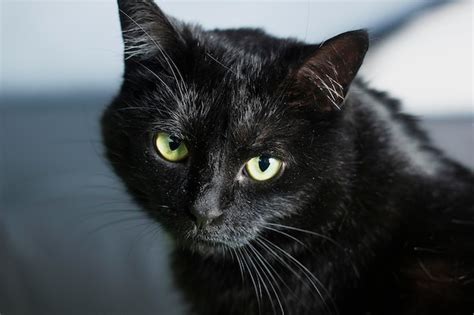 Cara De Gato Preto Closeup Retrato Foto Premium