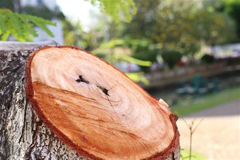 Stump Grinding Auckland Book Now Quality Tree Stump Removal Service