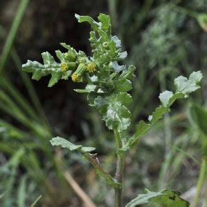 Senecio Vulgaris Naturdata Biodiversidade Em Portugal