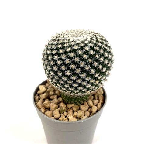 Mammillaria Pseudoperbella Vendita Piante Online