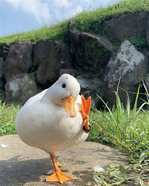 Por Qué Los Patos se Mantienen en Una Pata Guia De Aves