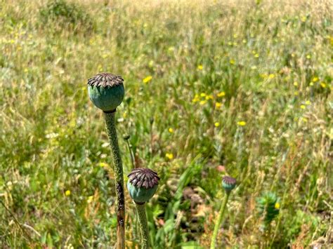 Premium Photo | Opium poppy on a field