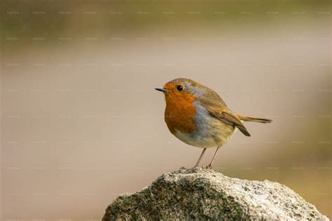 European Robin - Stock Photos | Motion Array