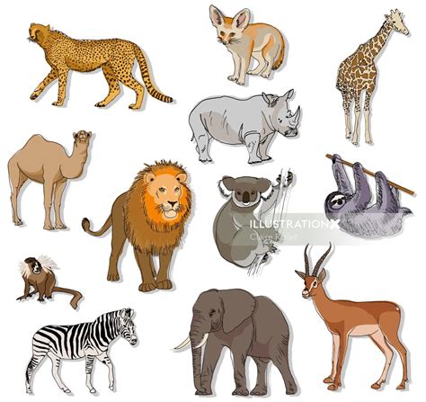 Animals From Warm Places Illustration By Claire Rollet