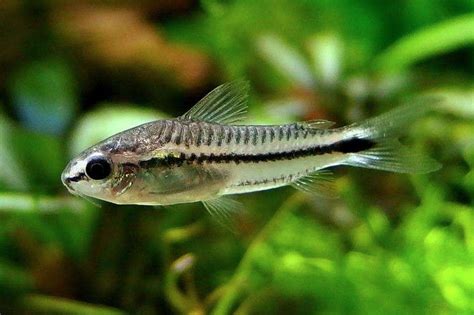 Pygmy Cory Catfish (Corydoras Pygmaeus), Tank-Raised! Aquatic Arts On ...