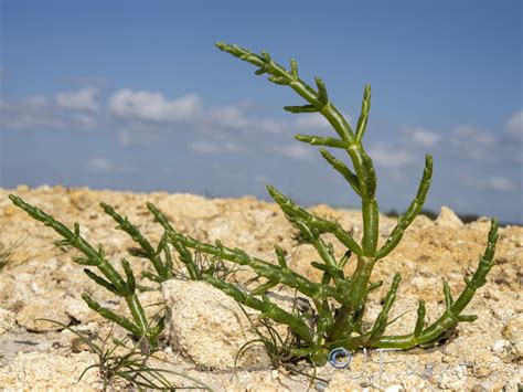 Salicornia Perennans Subsp Perennans