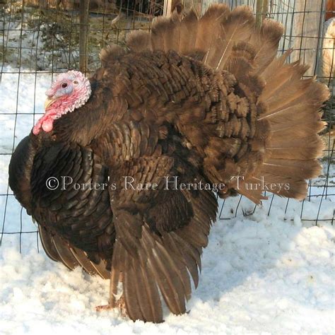 Chocolate Porter S Rare Heritage Turkeys