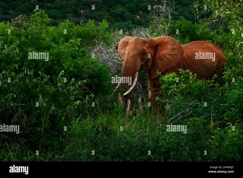 African Bush Elephant Loxodonta Africana Iconic Member Of African