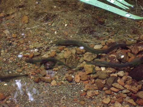 Lamprey Visuals - Morrison Creek Streamkeepers