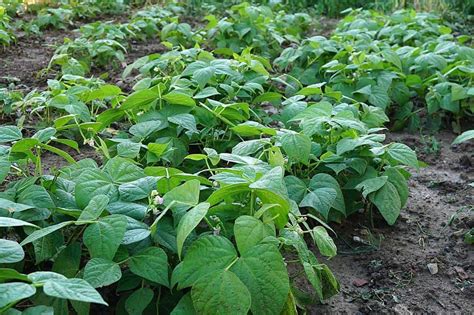 How To Grow Green Beans Growing Guide Growfully