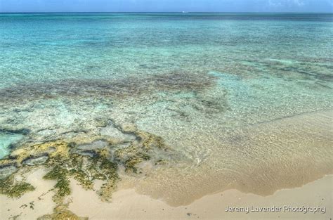 Sea Moss In Western Nassau The Bahamas By Jeremy Lavender Photography Redbubble