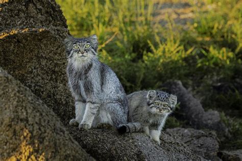 Small Cat Spotlight: Pallas’s Cat | Panthera