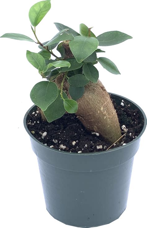 Ficus Ginseng Bonsai, Ficus Retusa | Canopi Plants