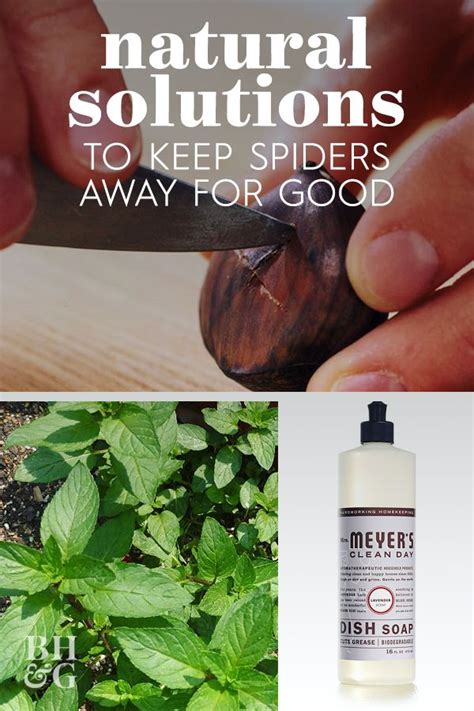 These Spider Repellents Will Keep Creepy Crawlies Out Of Your Home Natural Spider Repellant